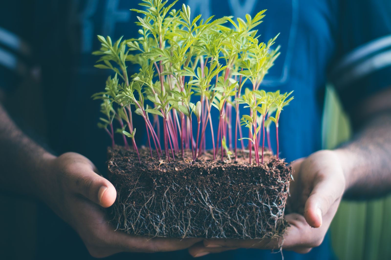 Hands holding a green seedling with roots and soil visible